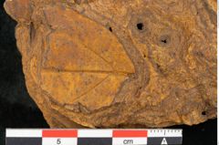 Foto (Detailansicht) von Cinnamomum leichardtii Ettingshausen (NHMW-GEO-2024-0188-10378a)